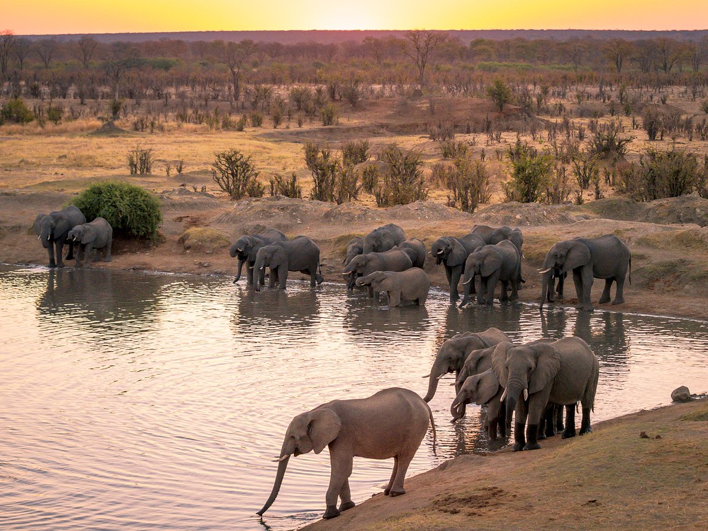 Elephants at a waterhole in Hwange National Park, Zimbabwe